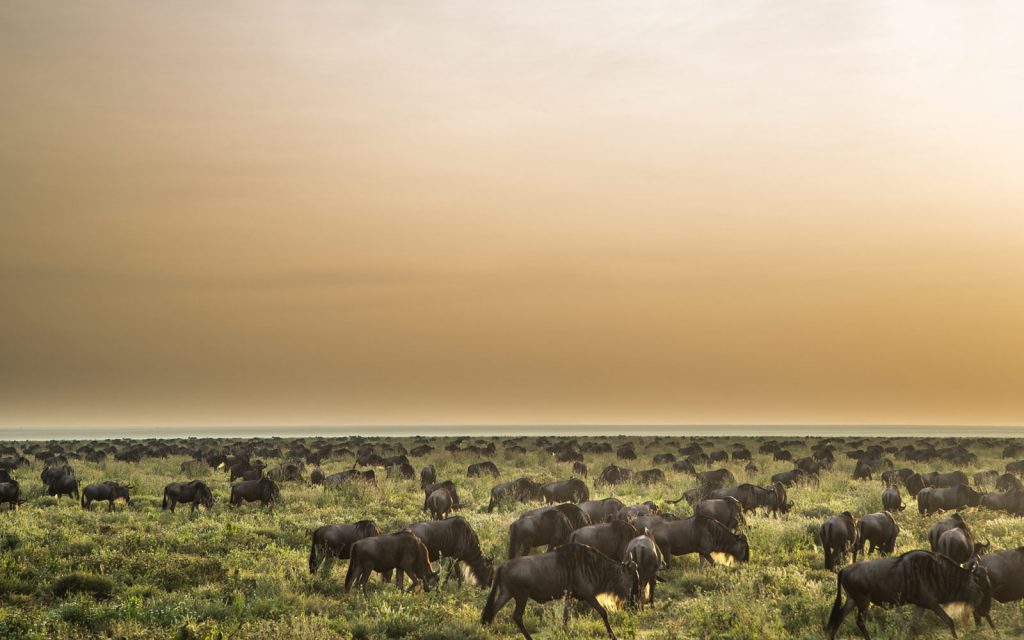 A jeep viewing a large herd of wildebeest on the Serengeti plain